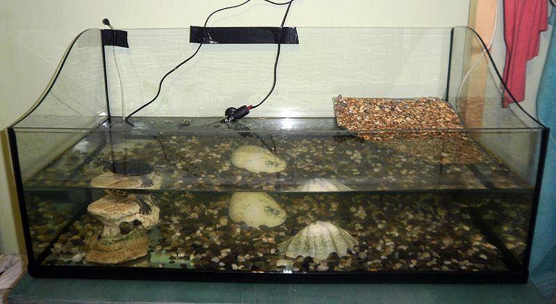 Черепаха температура воды в аквариуме. Аквариум для красноухой черепахи. Аквариум 150 литров для красноухой черепахи. УФ лампа для красноухой черепахи. Аквариум для красноухой черепахи 10 литров.