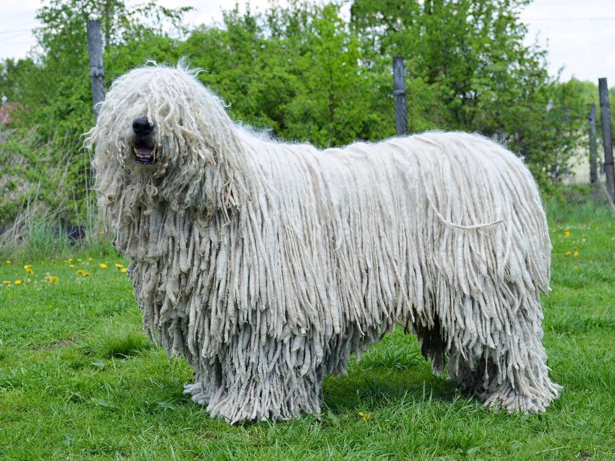Венгерская овчарка комондор – умная и необычная собака