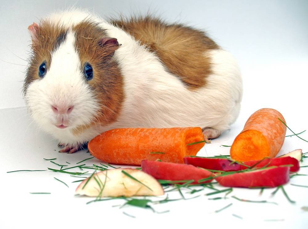 Что едят морские свинки в домашних условиях: чем можно кормить и что любят