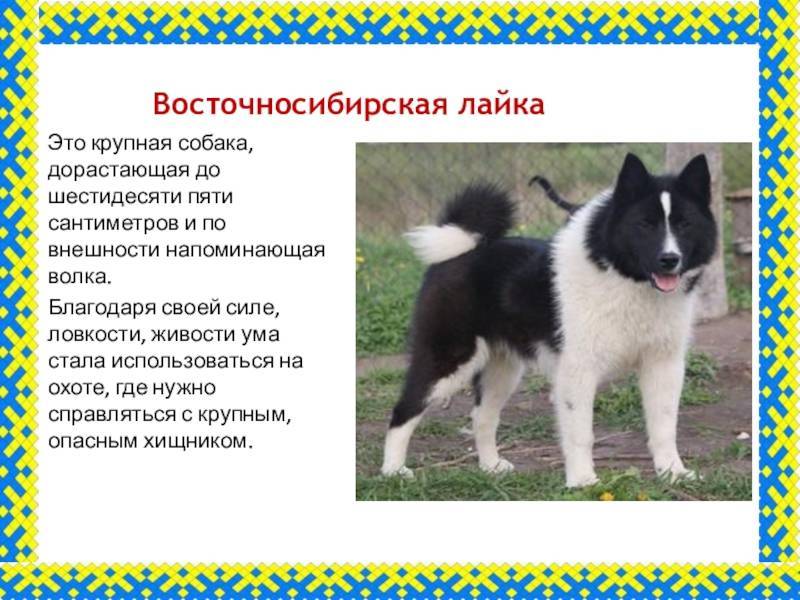 Восточносибирская лайка