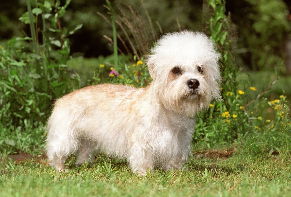 Денди-динмонт-терьер: характеристики породы собаки, фото, характер, правила ухода и содержания