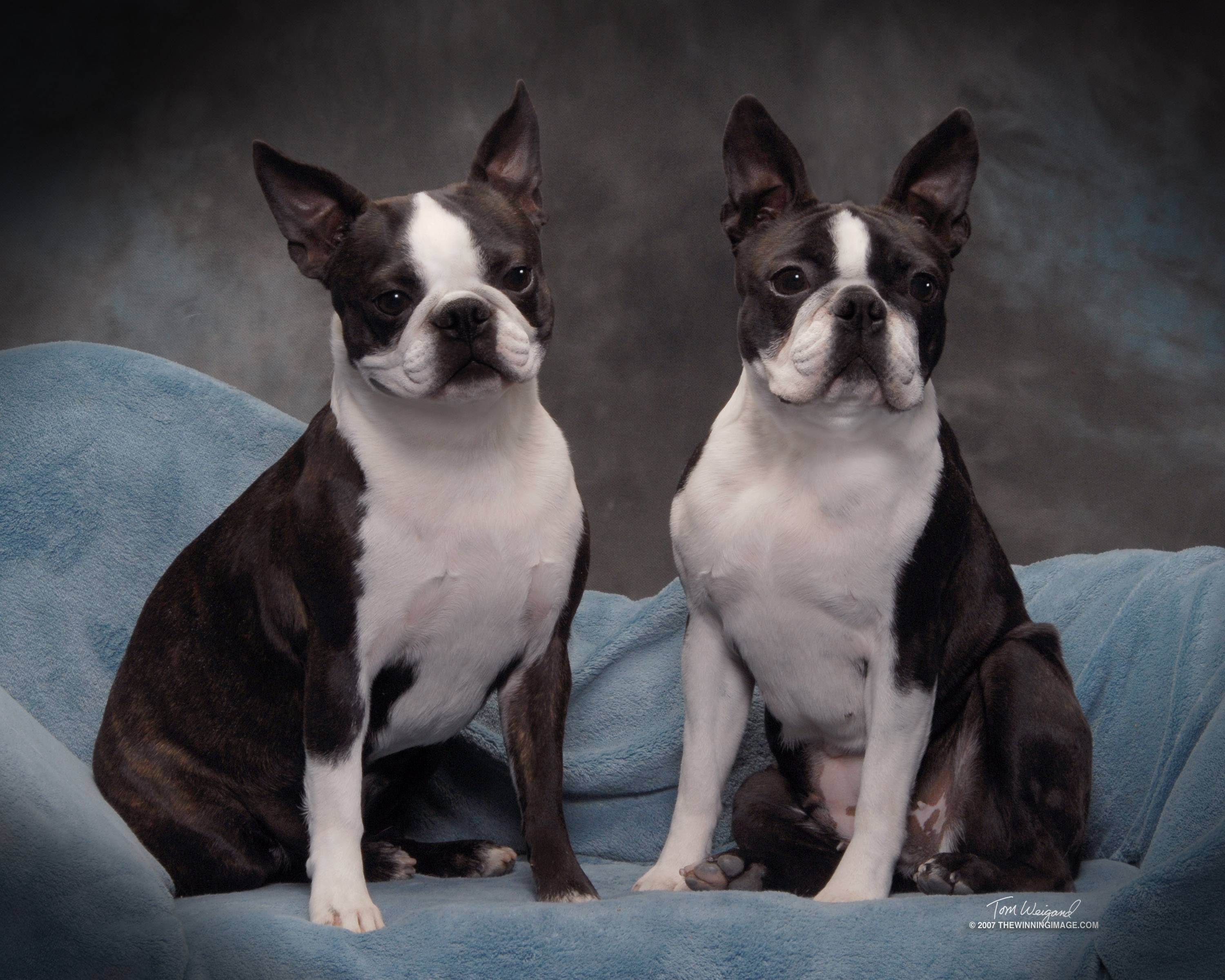 Бостон-терьер: фото, цена и описание породы собак
бостон-терьер: фото, цена и описание породы собак