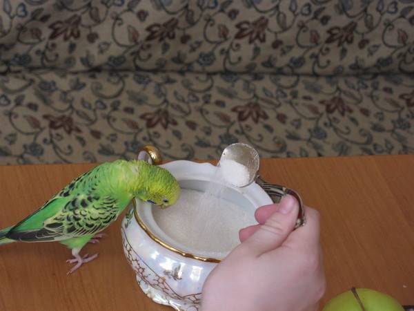 Чем кормить волнистого попугая в домашних условиях кроме корма