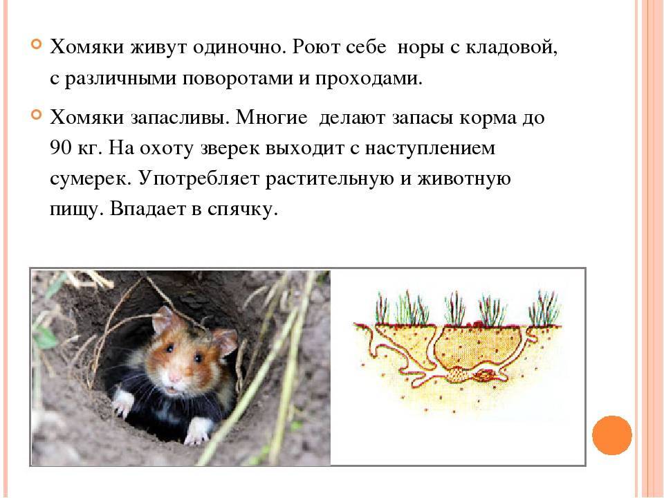 Джунгарский хомяк. образ жизни и среда обитания джунгарского хомяка