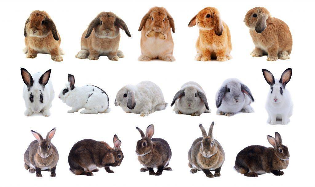 Белые кролики — породы, особенности, характеристики
