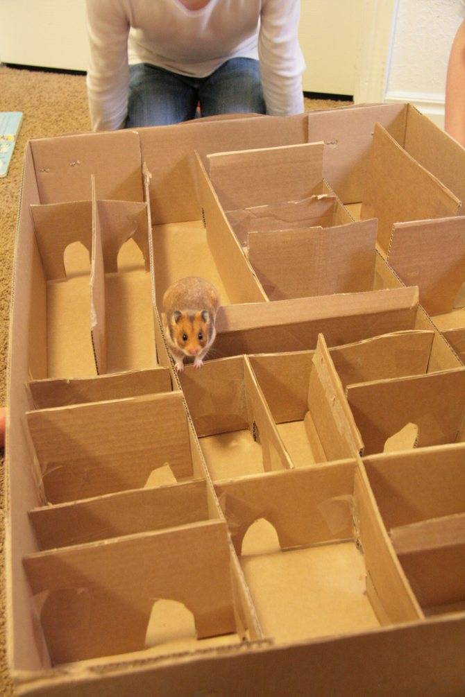 Домик для хомяка из картона своими руками, что можно сделать для хомяка: маленький домик, лабиринт, колесо, поделки и всякие штучки