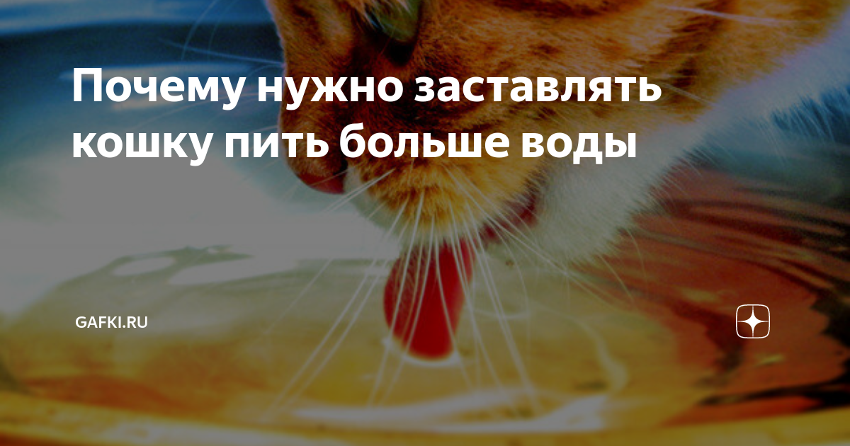 Узнаем как заставить кота пить воду: особенности ухода и воспитания, советы и рекомендации