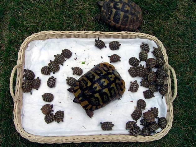 Особенности спаривания красноухих черепах в домашних условиях и на воле