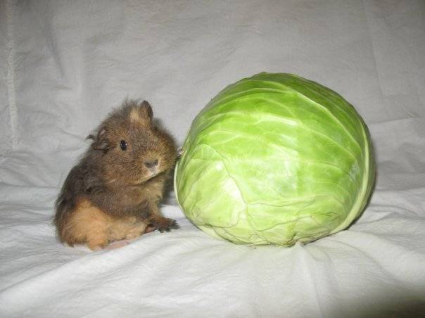 Можно ли давать кроликам капусту