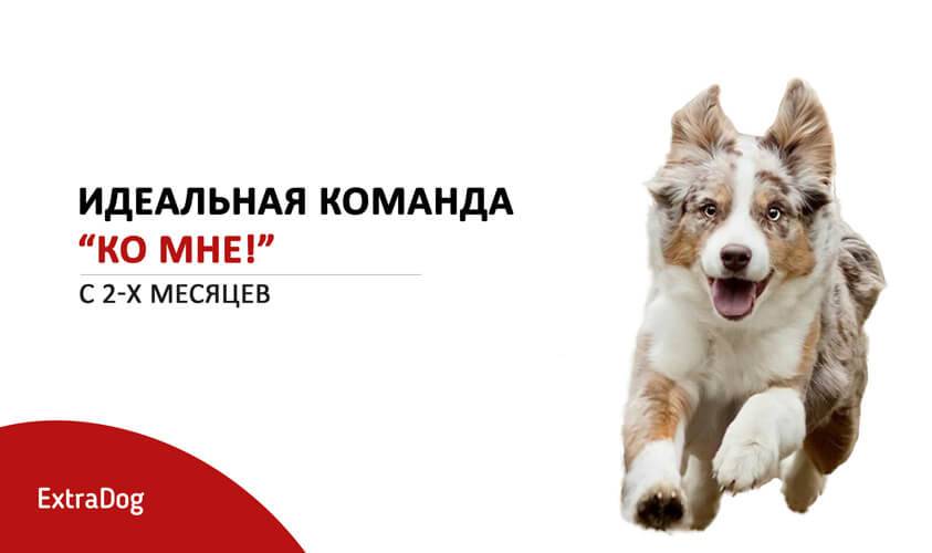 Пошаговое руководство по обучению собаки команде фас самостоятельно дома