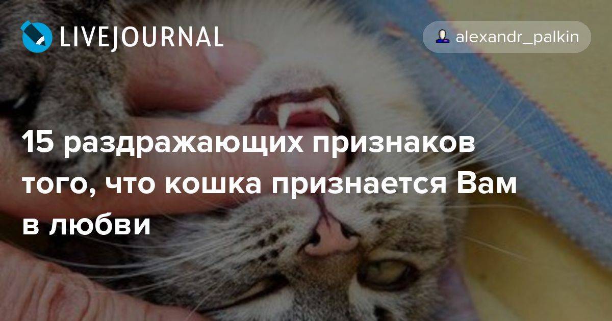 Как понять что кошка тебя любит – 10 верных примет