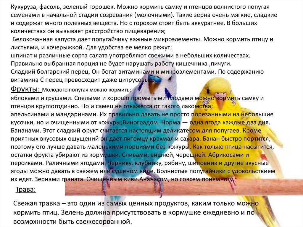 Выставочный попугай чех: описание, характер, цена, кормление, уход и содержание