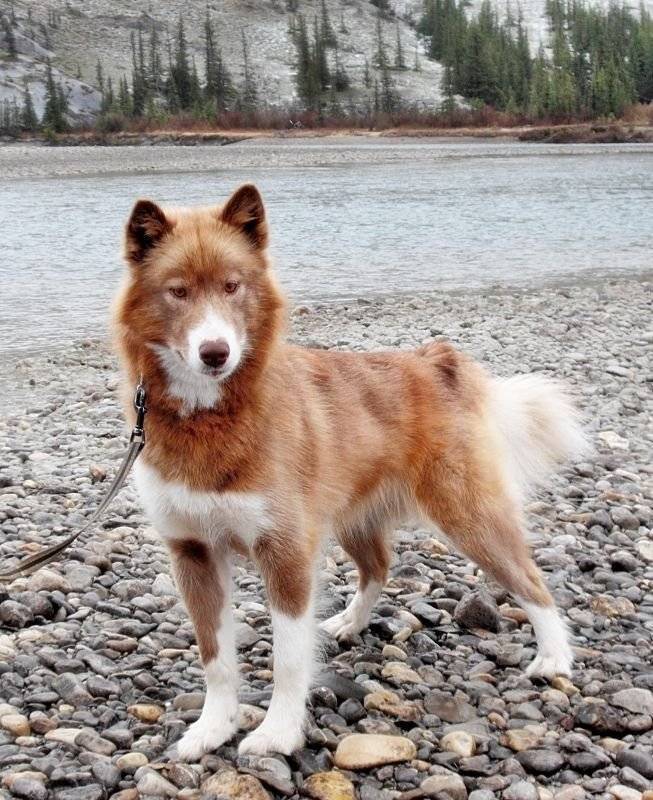 Канадская эскимосская собака: описание породы, уход, цена