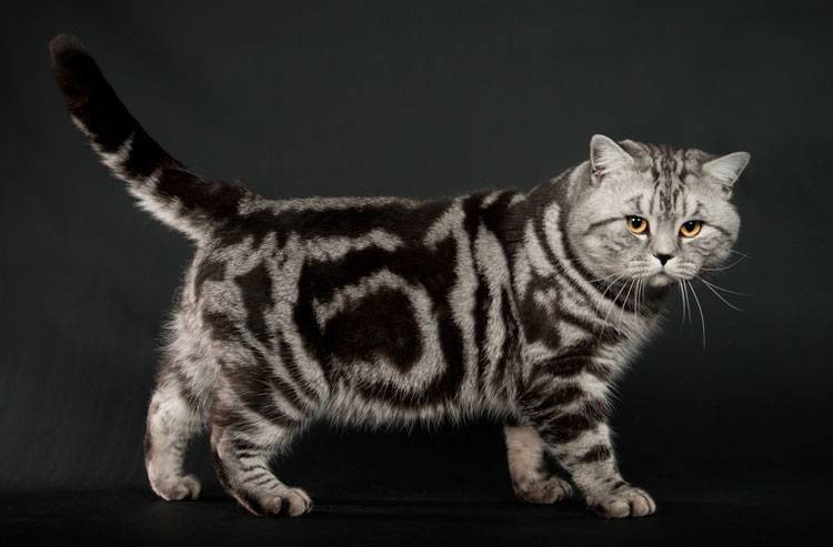 Черепаховая кошка