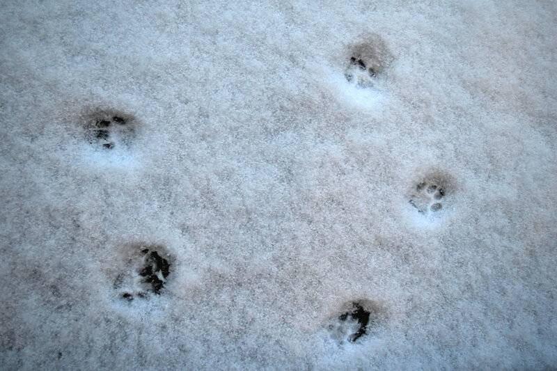 Зимние прогулки: следы на снегу. следы животных с подписями