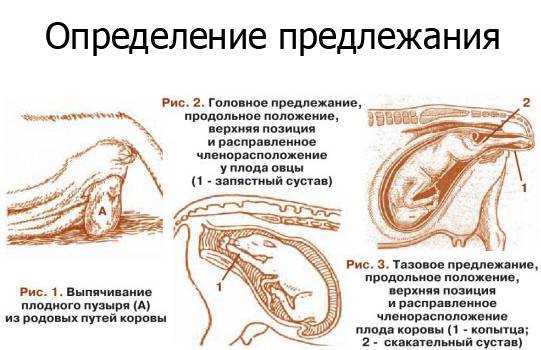 Как рожают кошки: как понять, что процесс начался, как помочь питомцу и принять роды в домашних условиях