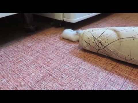 Как поймать сбежавшего хомяка в квартире - люблю хомяков
