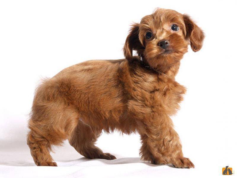 Собака породы петербургская орхидея: характеристика и описание породы