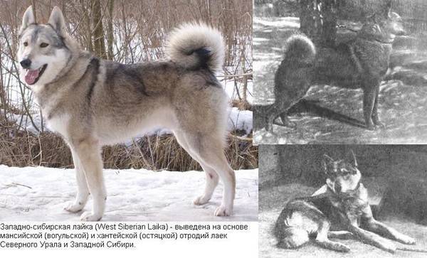 Лайка – разновидности