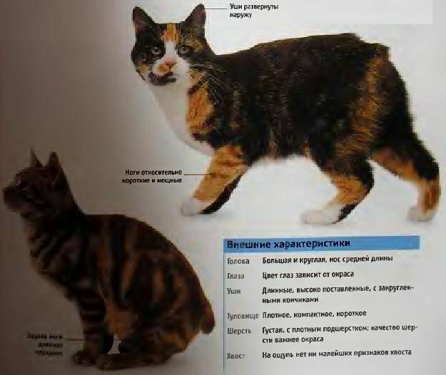 Уэльский кот кимрик: описание, характер, уход