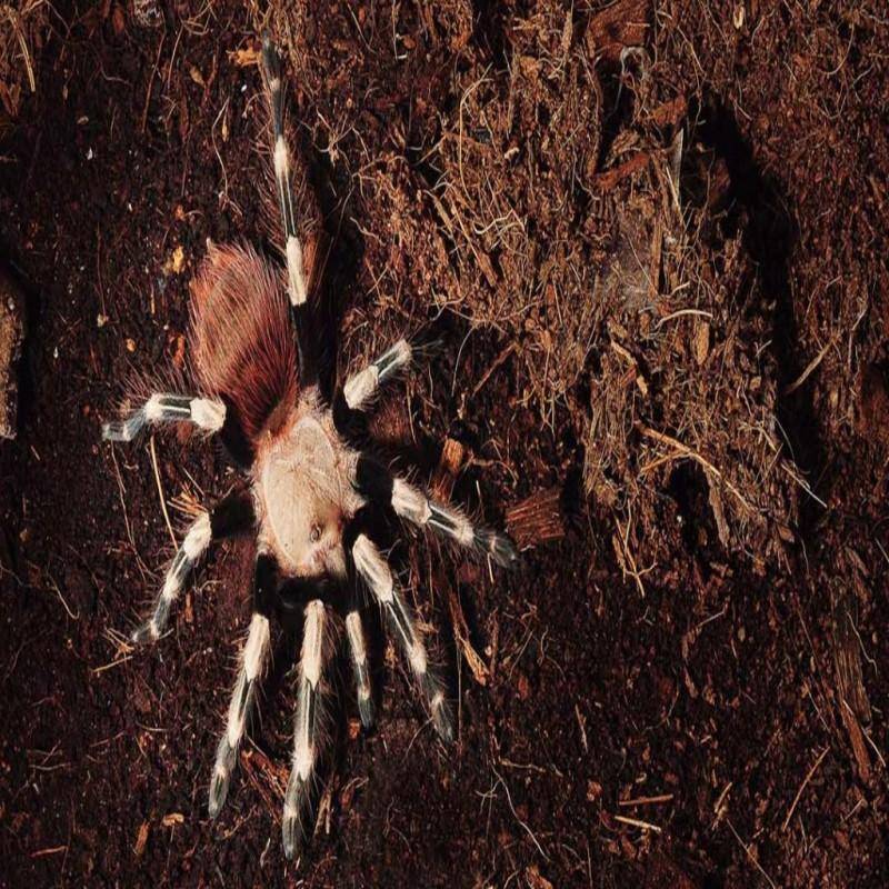 Какого ухода требует паук-птицеед нанду хроматус?