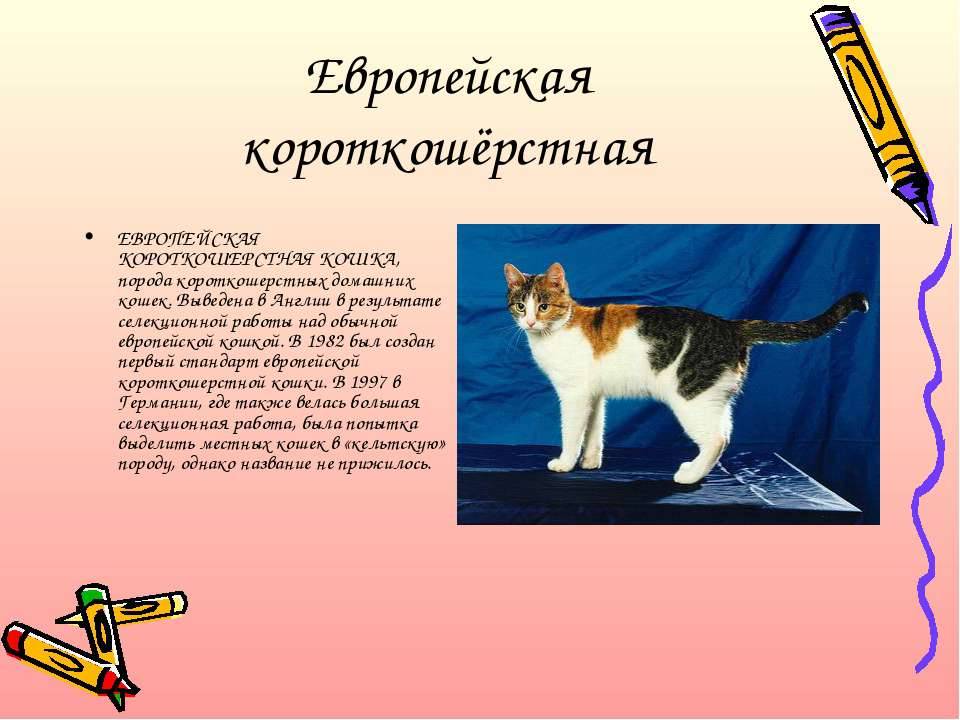 Кошки европейские: описание породы, характер, особенности ухода, история