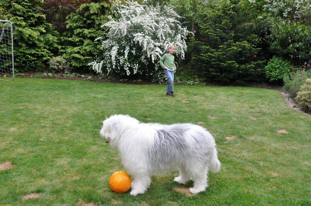 Собака бобтейл (староанглийская овчарка): история, окрас, характер, содержание и здоровье (+ фото и видео) | ваши питомцы