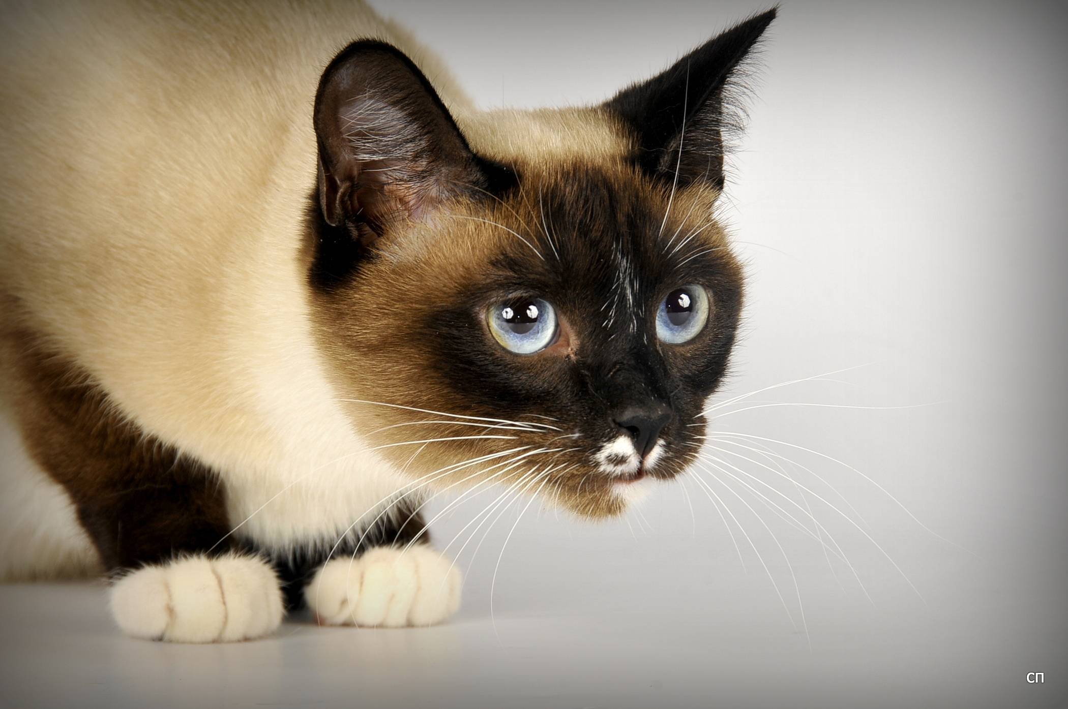 Рассмотрите фотографию кошки породы сноу шу. Сиамский Сноу-Шу. Сноу-Шу кошка. Сиамский кот Сноу Шу. Тайский кот Сноу Шу.