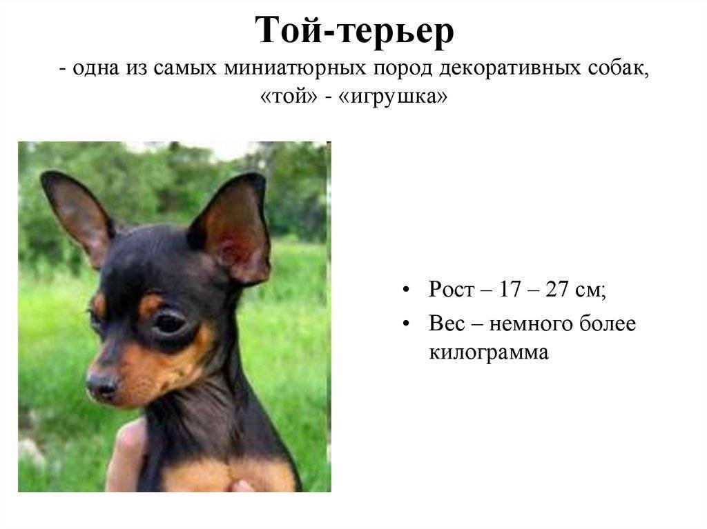Русский той-терьер