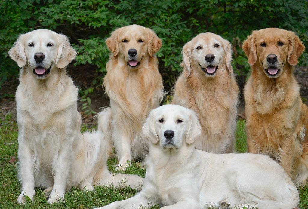 Лучшие породы собак в мире — топ-10 с фото, названием и описанием