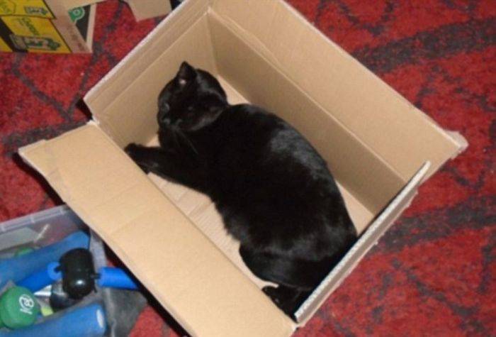 Почему кошки любят коробки - kisa.su