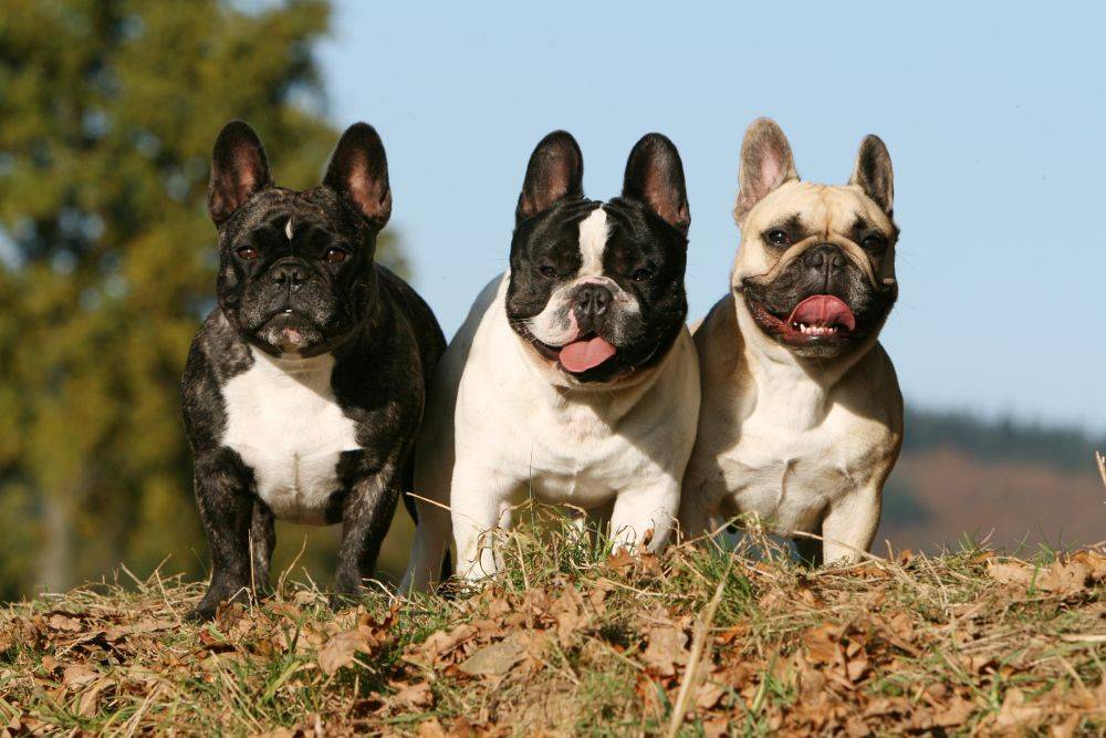 Бостон терьер и французский бульдог отличия — boston terrier