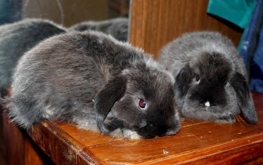 Вислоухий кролик карликовый баран: описание породы, содержание, уход, питание. цена