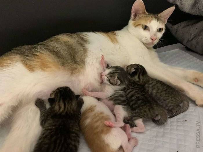 Как кошки рожают в первый раз: беременность и первые роды