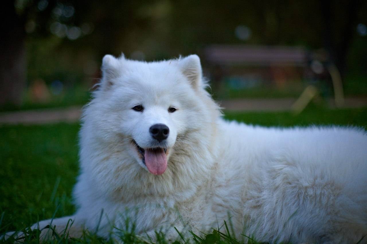 Самоедская собака (самоед): описание породы и характер