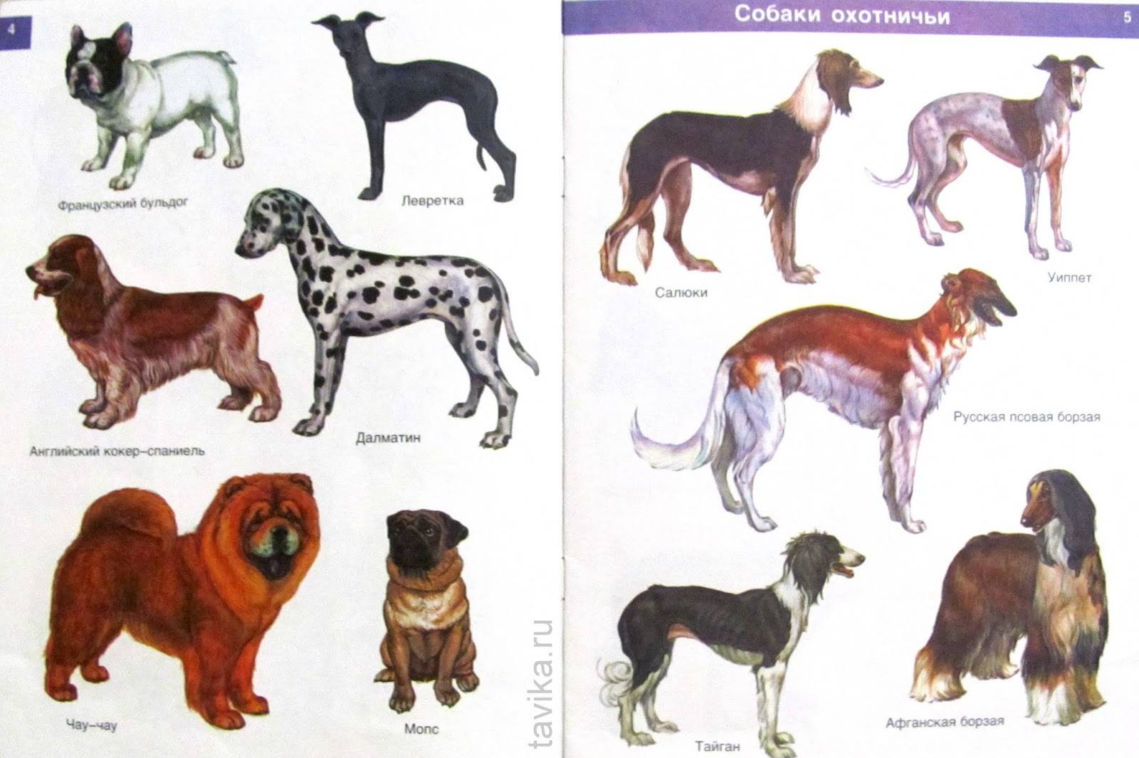 Напиши породу собак. Породы собак названия. Разнообразие пород собак. Породы собак с фотографиями и названиями. Породы собак картинки с названиями.
