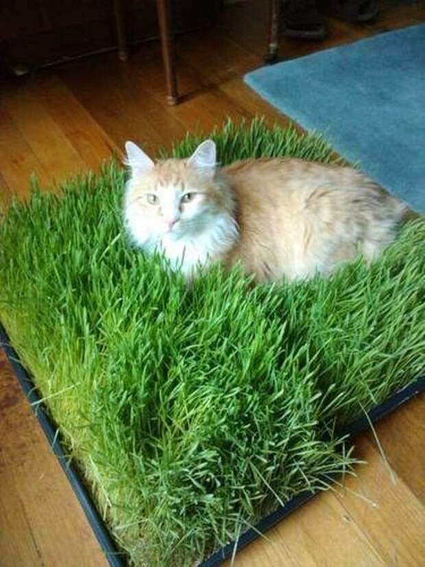 Трава для кошек: какую любят кошки, как сажать, цены