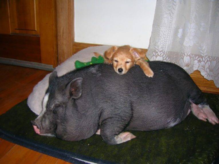 Самые маленькие свиньи — карликовые свиньи или мини-пиги.