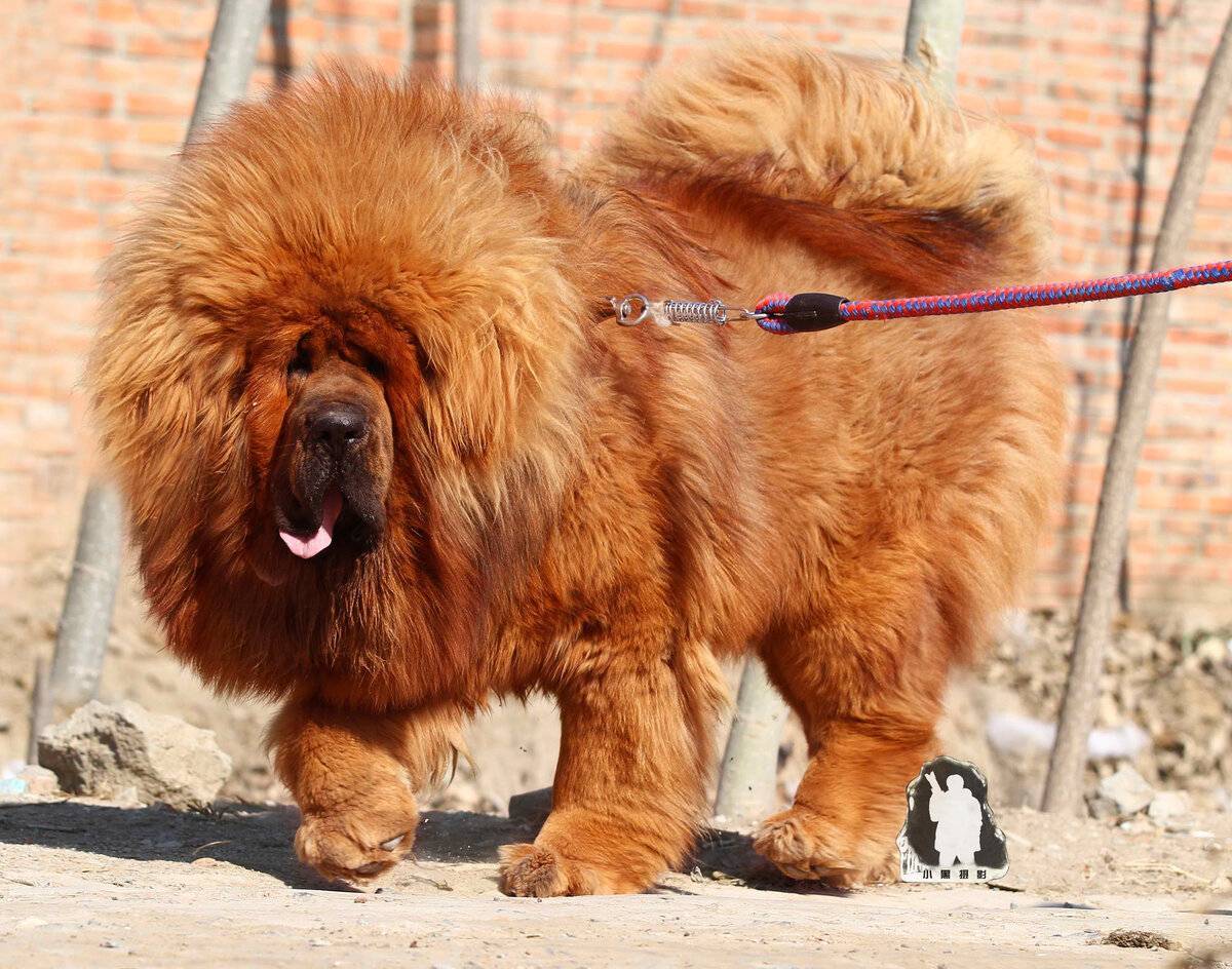 Самая дорогая порода собак в мире: драгоценный любимец - kot-pes