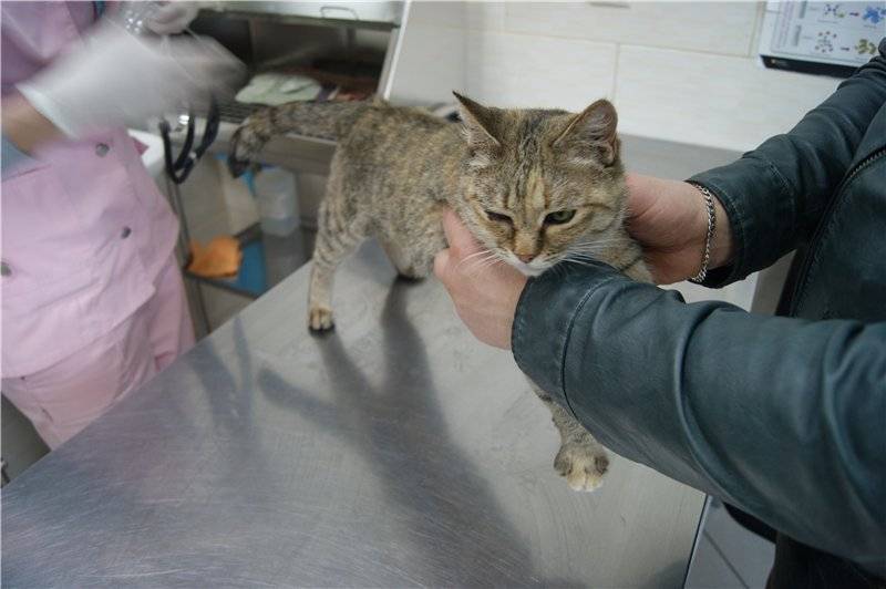 Панлейкопения у кошек: симптомы, признаки и лечение, опасность для человека, инкубационный период, вакцинация