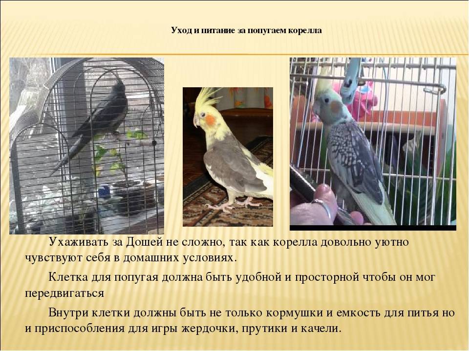 Воротничковый попугай: полная информация, уход и содержание