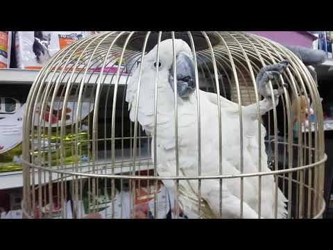 Где купить попугая какаду и сколько он стоит?