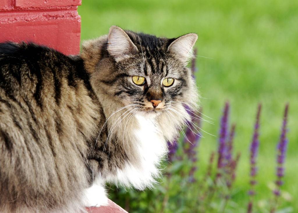 Кимрик — 110 фото и видео подробного описания кельтских кошек