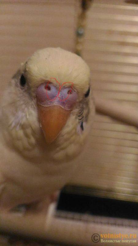 Волнистый попугайчик со рвотой, слабостью и отсутствием аппетита