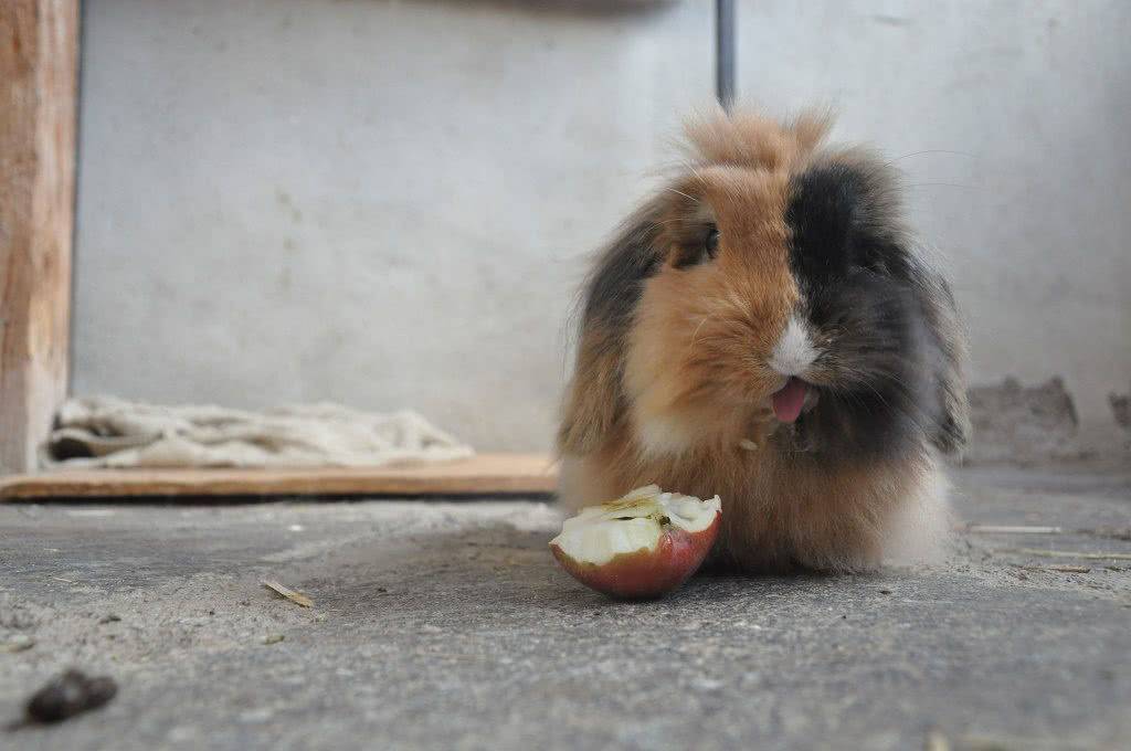 Яблоки кроликам можно давать. Декоративный кролик ест яблоко. Кролик с яблоками. Кроличья клубника-. Кролик ест яблоню.