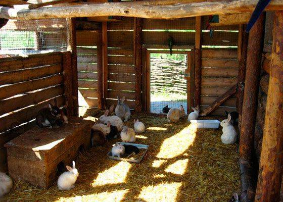 Бизнес план «мини ферма по разведению кролиководства»