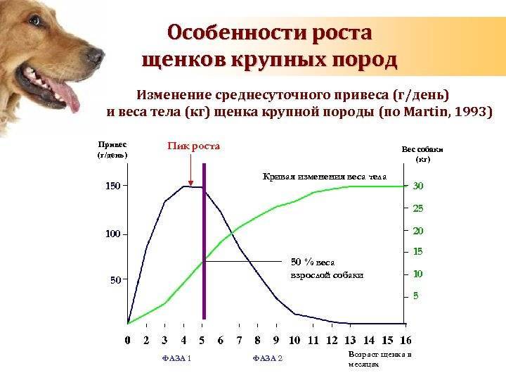 Течка у собак: продолжительность и периодичность