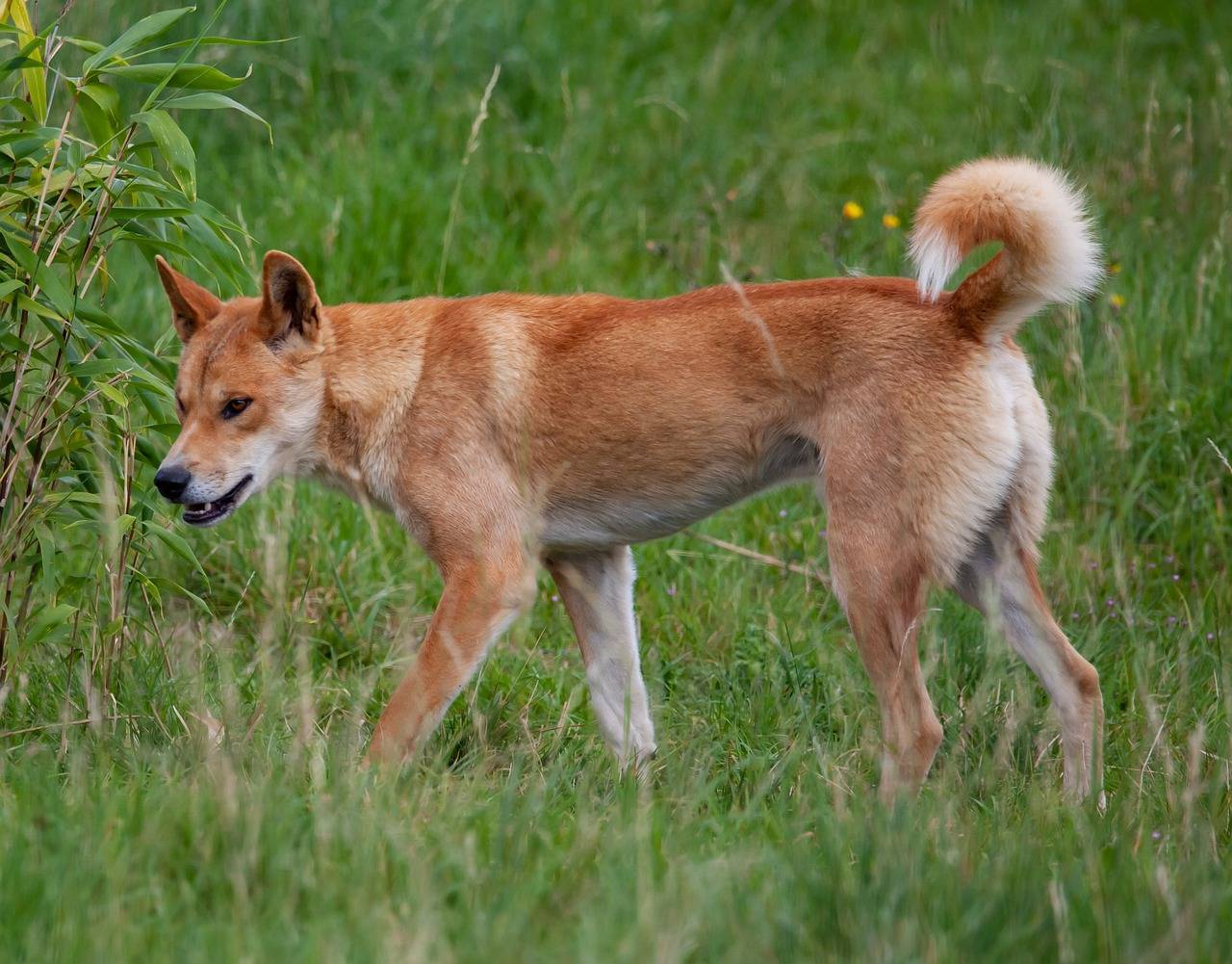 Собака динго. образ жизни и среда обитания собаки динго | животный мир