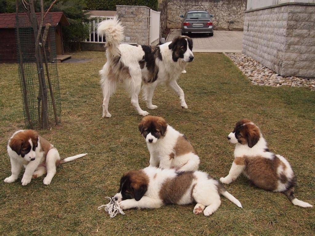 Сторожевые породы собак. самые лучшие сторожевые и охранные породы собак :: syl.ru