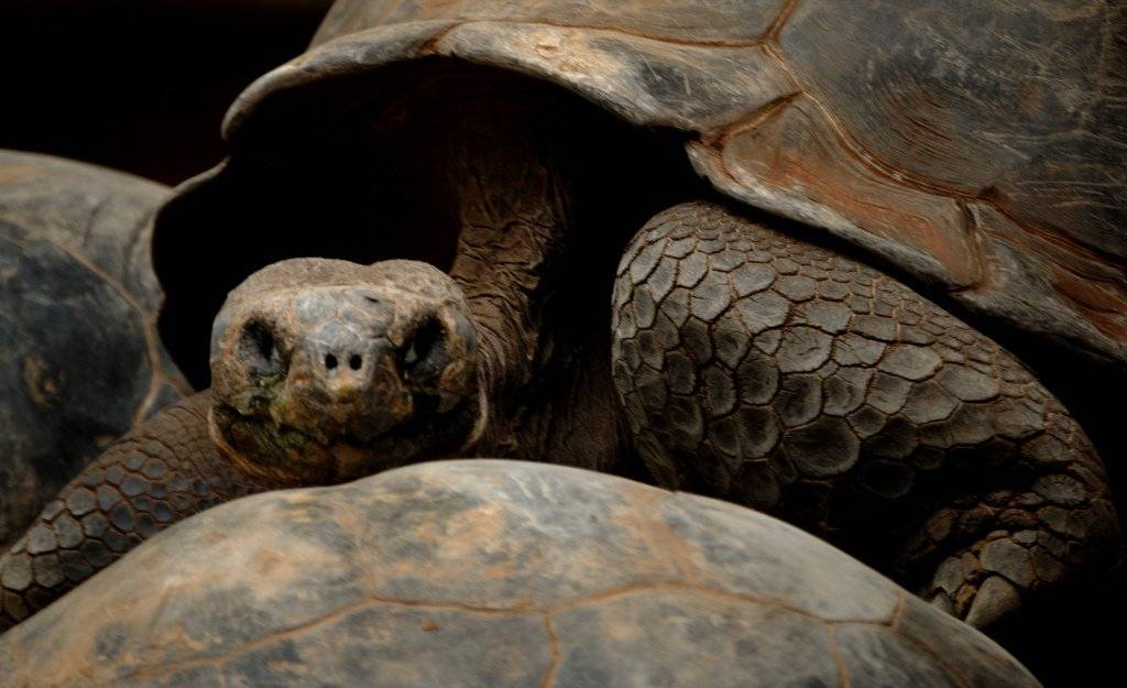 От быстрой черепахи до пятиметровых усов: самые необычные рекорды книги гиннесса